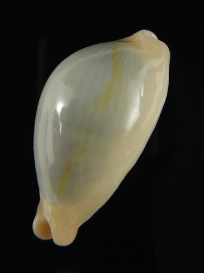 Monetaria annulus appendiculata 20.40 mm gem-60477