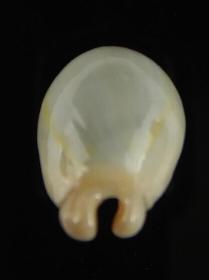 Monetaria annulus appendiculata 20.40 mm gem-60478