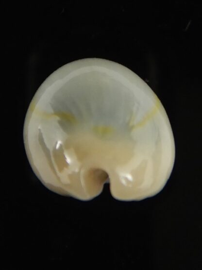 Monetaria annulus appendiculata 20.40 mm gem-60480