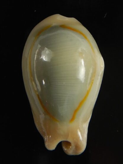 Monetaria annulus appendiculata 24.13 mm gem-60518