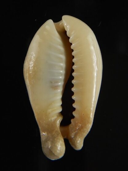Monetaria annulus appendiculata 24.13 mm gem-60519