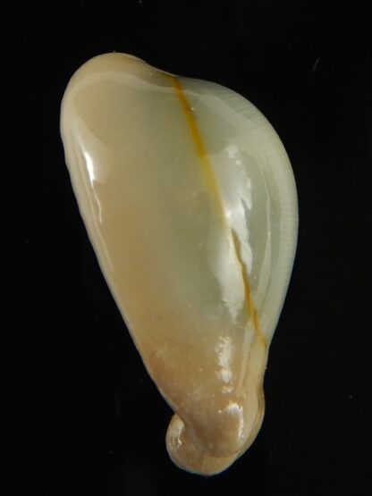 Monetaria annulus appendiculata 24.13 mm gem-60517