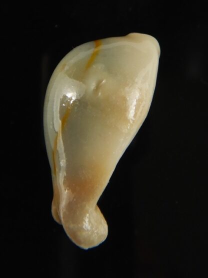 Monetaria annulus appendiculata 24.13 mm gem-60520