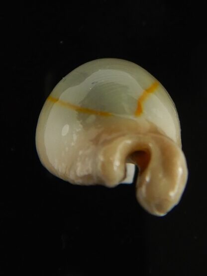 Monetaria annulus appendiculata 24.13 mm gem-60521