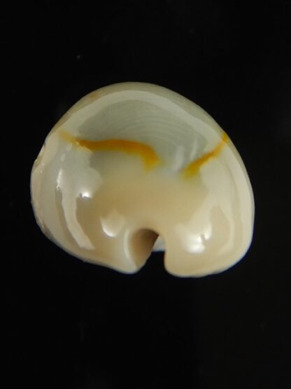 Monetaria annulus appendiculata 24.13 mm gem-60523