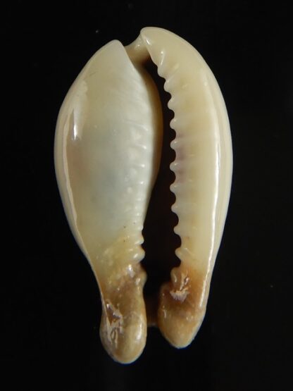 Monetaria annulus appendiculata 24.38 mm gem-60532