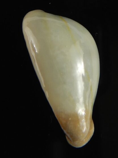 Monetaria annulus appendiculata 24.38 mm gem-60537
