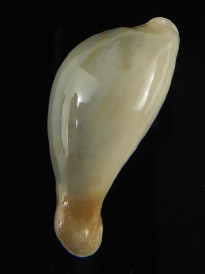 Monetaria annulus appendiculata 24.38 mm gem-60533