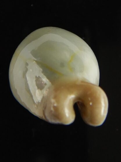Monetaria annulus appendiculata 24.38 mm gem-60535