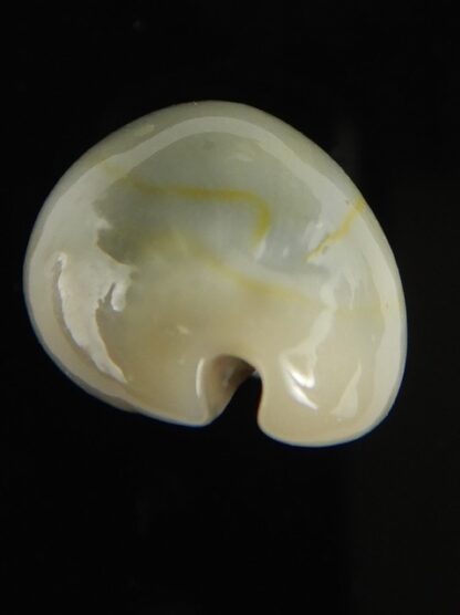 Monetaria annulus appendiculata 24.38 mm gem-60534