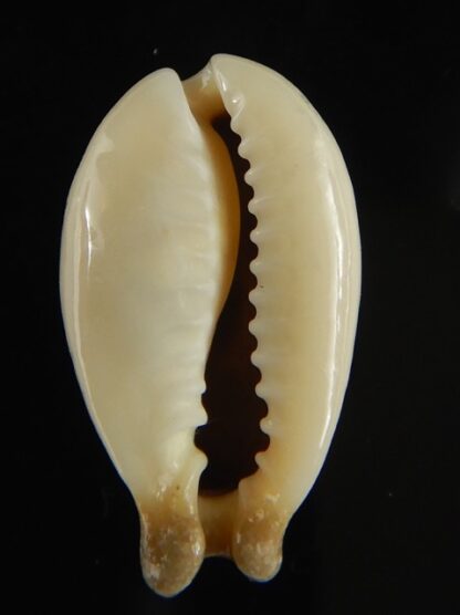 Monetaria annulus appendiculata 24.12 mm gem-60508