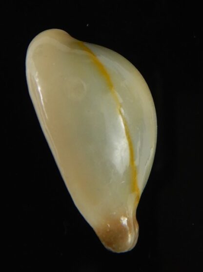 Monetaria annulus appendiculata 24.12 mm gem-60503