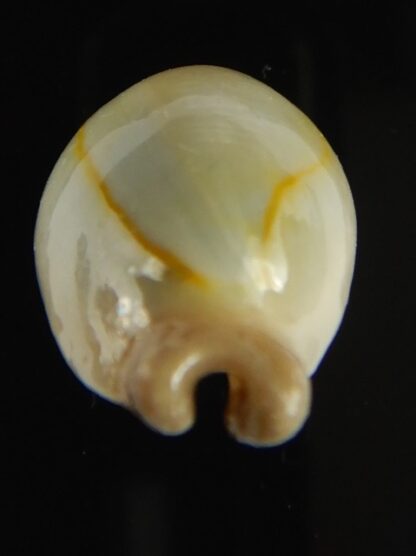 Monetaria annulus appendiculata 24.12 mm gem-60509