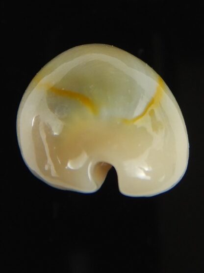 Monetaria annulus appendiculata 24.12 mm gem-60507
