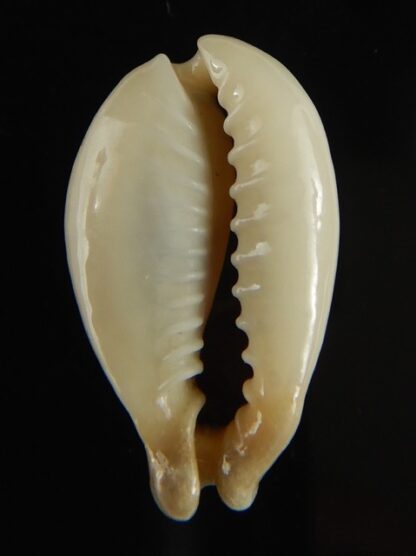 Monetaria annulus appendiculata 25.35 mm gem-60560
