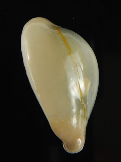 Monetaria annulus appendiculata 25.35 mm gem-60561