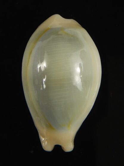 Monetaria annulus appendiculata 20.92 mm gem-60493