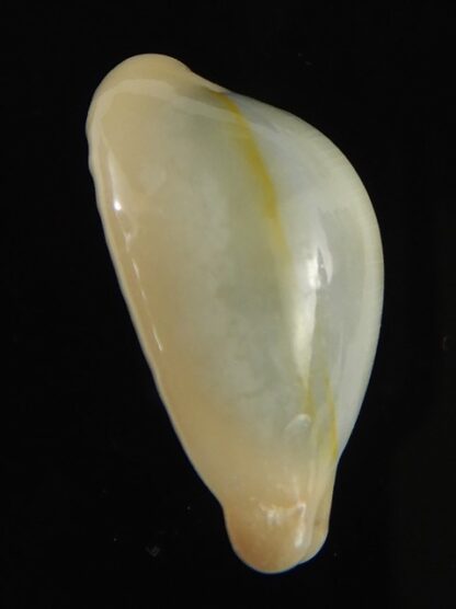 Monetaria annulus appendiculata 20.92 mm gem-60489