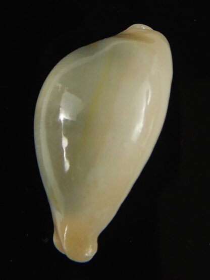 Monetaria annulus appendiculata 20.92 mm gem-60495