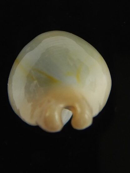 Monetaria annulus appendiculata 20.92 mm gem-60490