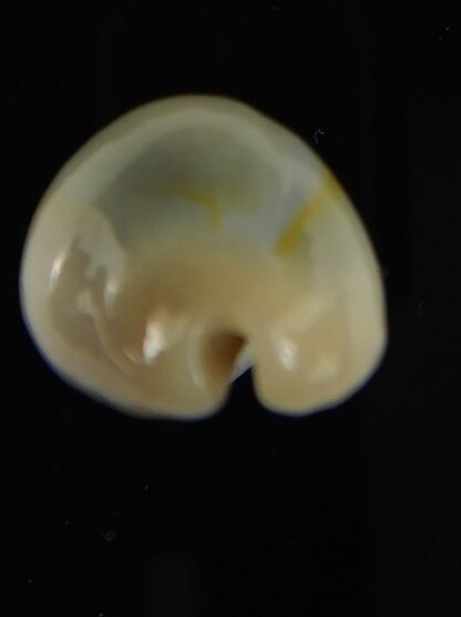 Monetaria annulus appendiculata 20.92 mm gem-60492
