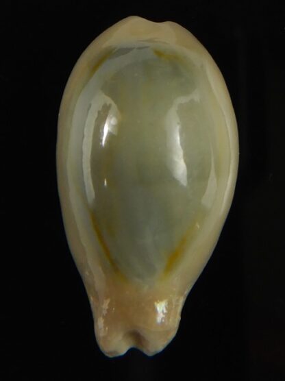 Monetaria annulus appendiculata 24.60 mm gem-60545