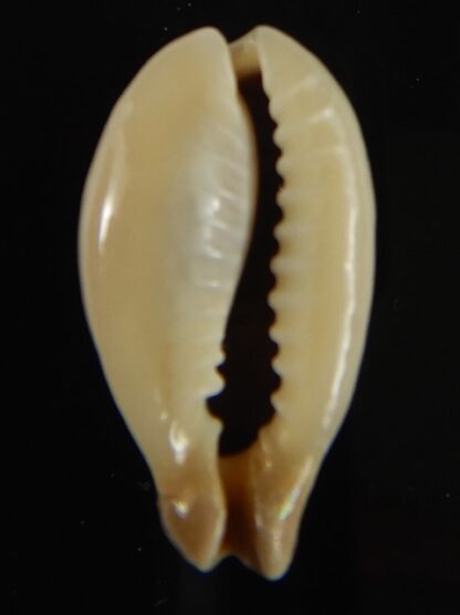 Monetaria annulus appendiculata 24.60 mm gem-60546