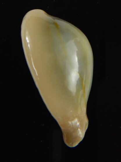 Monetaria annulus appendiculata 24.60 mm gem-60547