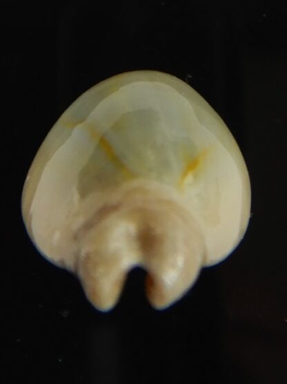 Monetaria annulus appendiculata 24.60 mm gem-60549