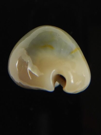 Monetaria annulus appendiculata 24.60 mm gem-60550
