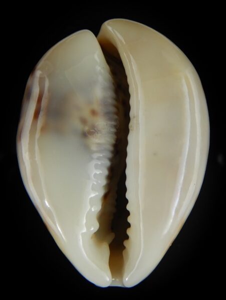 Cypraea tigris lyncichora 67.34 mm Gem -0