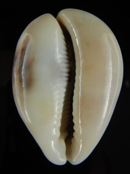 Cypraea tigris lyncichora 62.85 mm Gem-0
