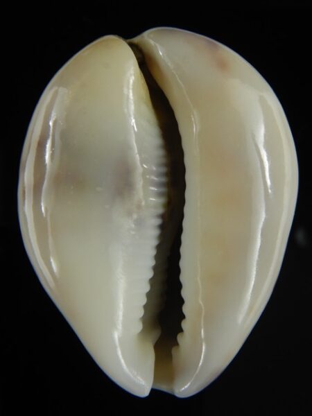 Cypraea tigris lyncichora 57.57 mm Gem-0