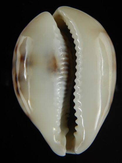 Cypraea tigris lyncichora 58.33 mm Gem-60405