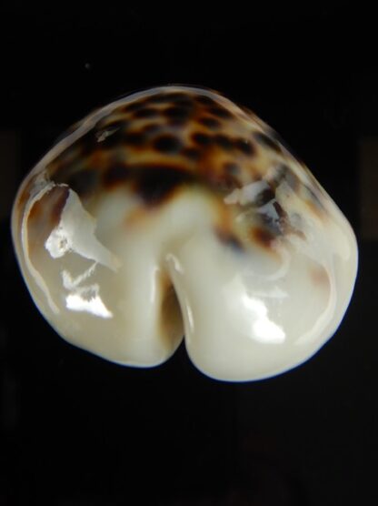 Cypraea tigris lyncichora 60.07 mm Gem -60425