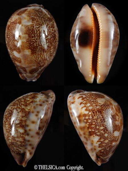 Leporicypraea mappa curvati 68.08 mm Gem (-)-0