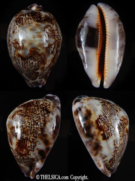 Leporicypraea mappa curvati 72,88 mm Gem (-)-0