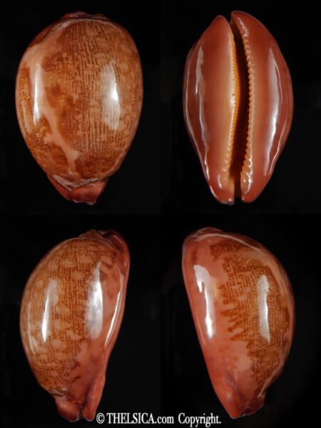 Leporicypraea..mappa panerythra ..super red... 66,35 mm Gem (-)-0