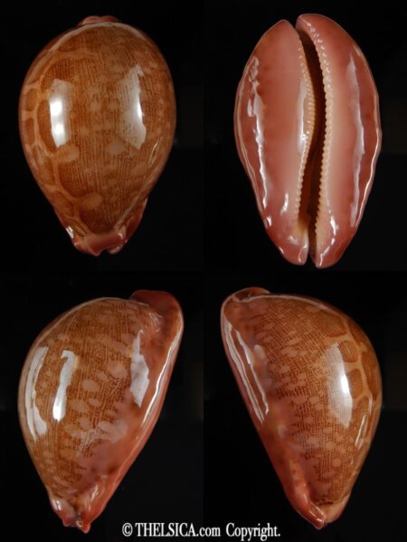 Leporicypraea..mappa panerythra ..super red... 74.51 mm Gem-0