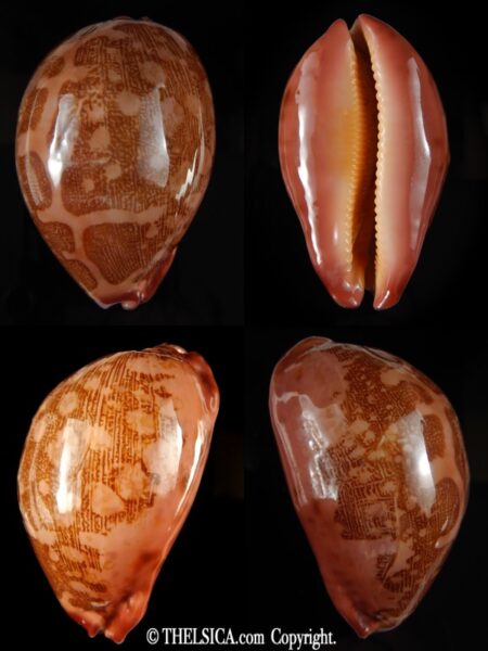 Leporicypraea mappa panerythra 75.13 mm F+++/ Gem-0