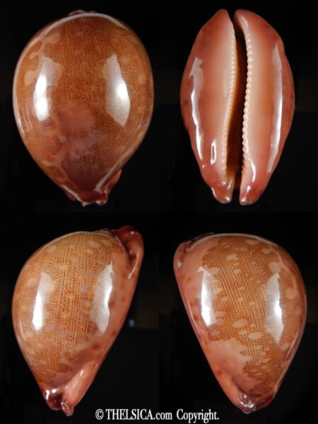 Leporicypraea mappa panerythra..TOP RED ... 82,33 mm Gem (-)-0
