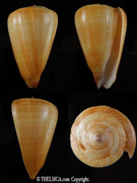 Lividoconus quercinus 87.97 mm F+++/Gem-0