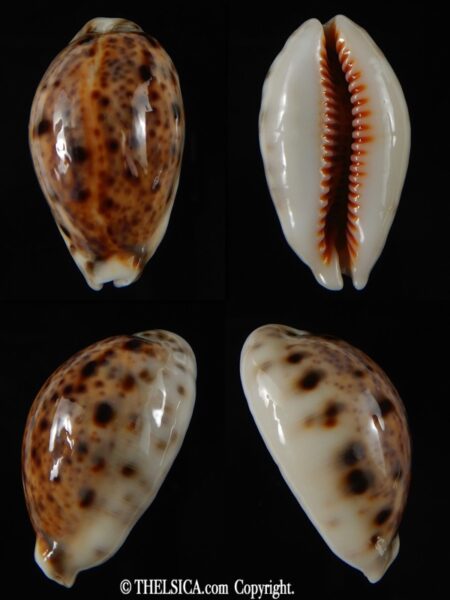 Lyncina lynx lynx 37.18 mm Gem-0