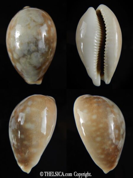 Lyncina vitellus vitellus overglazed 55.90 mm Gem-0