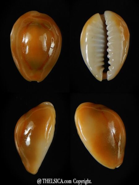 Monetaria annulus... rusty... 16,75 mm Gem (-)-0