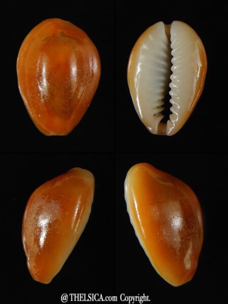 Monetaria annulus... rusty... 17,28 mm Gem (-)-0