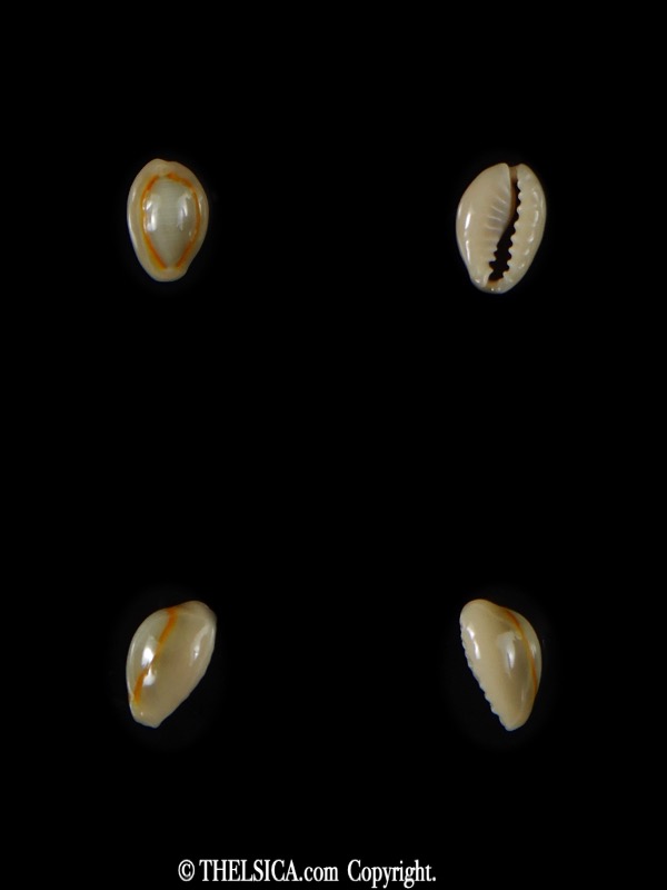 Monetaria annulus ... Extremly small ... 9,41 mm Gem -60098