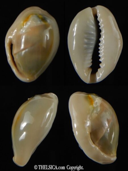 Monetaria annulus ... freack ... 25.39 mm -0