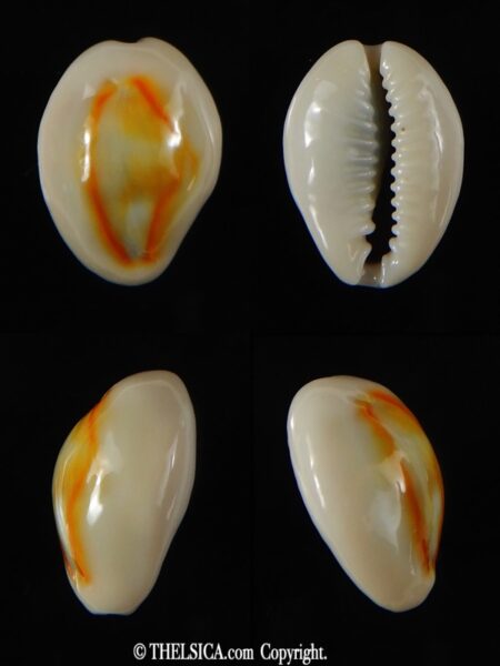 Monetaria annulus ... TOP colour ... 18.60 mm Gem-0
