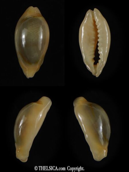 Monetaria annulus annulus .. Rostrate ... 17.21 mm Gem -0